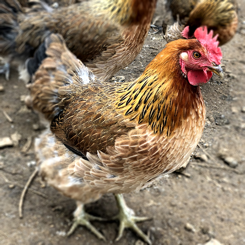 桂柳~果园老鸡(净膛1.8斤及以上)