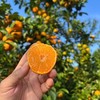 【云南无籽砂糖橘】顺丰到家 皮薄肉厚 肉质细腻 个头玲珑小巧 果香浓郁 肉质细嫩 肉色橙红 一口一瓣 甜蜜多汁  少部分有一点点籽 4种规格任选 商品缩略图0