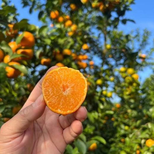 【云南无籽砂糖橘】顺丰到家 皮薄肉厚 肉质细腻 个头玲珑小巧 果香浓郁 肉质细嫩 肉色橙红 一口一瓣 甜蜜多汁  少部分有一点点籽 4种规格任选 商品图0