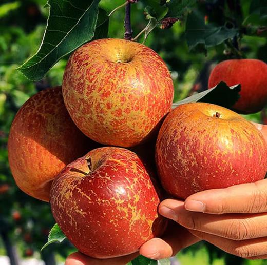 【助农】山水龙城云南昭通丑苹果净重4.5斤±0.2斤（8-12个，单果80-85mm） 商品图3