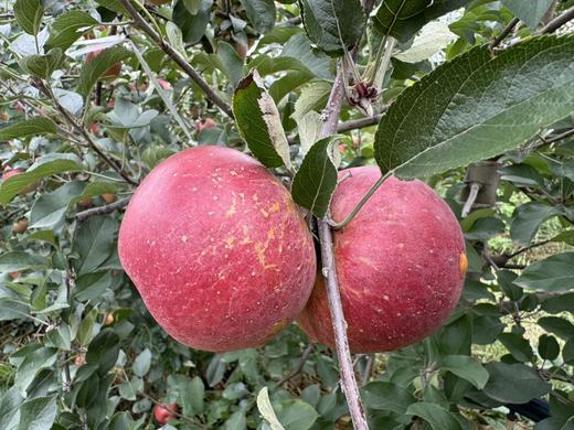 【助农】山水龙城云南昭通丑苹果净重4.5斤±0.2斤（8-12个，单果80-85mm） 商品图4