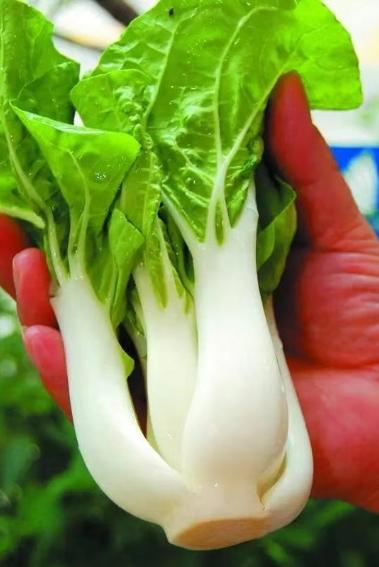 301本地白菜 约500克/份 商品图0