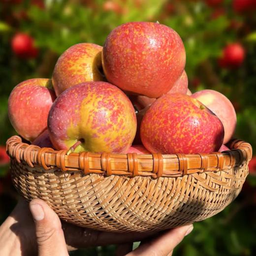 【助农】山水龙城云南昭通丑苹果净重4.5斤±0.2斤（8-12个，单果80-85mm） 商品图2