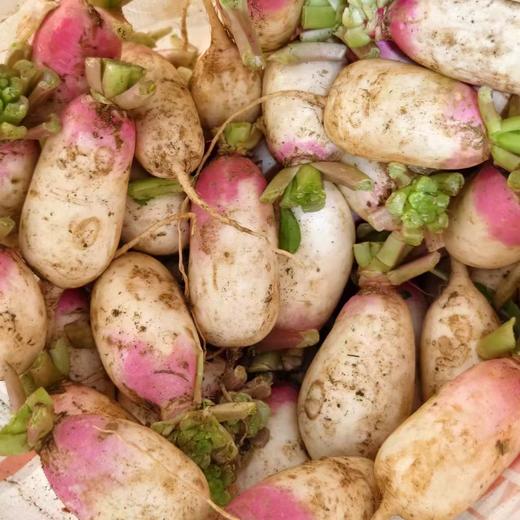 【周一到】高山一点红萝卜3斤mm 商品图1