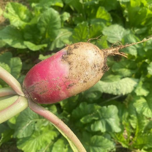 【周一到】高山一点红萝卜3斤mm 商品图0