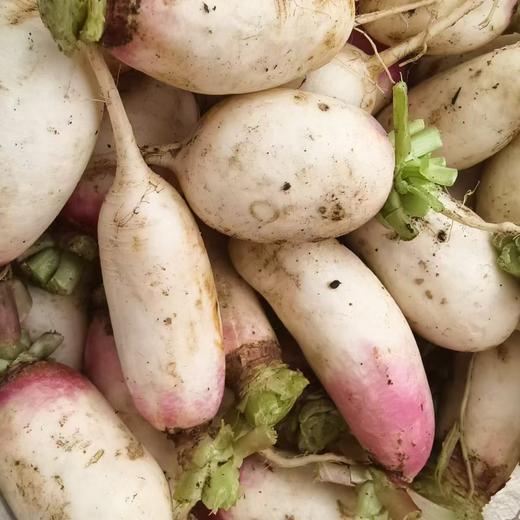 【周一到】高山一点红萝卜3斤mm 商品图2