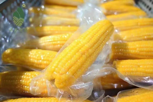 田里有草玉米，人工除草，非转基因锁鲜，独立真空包装，干净卫生 商品图6