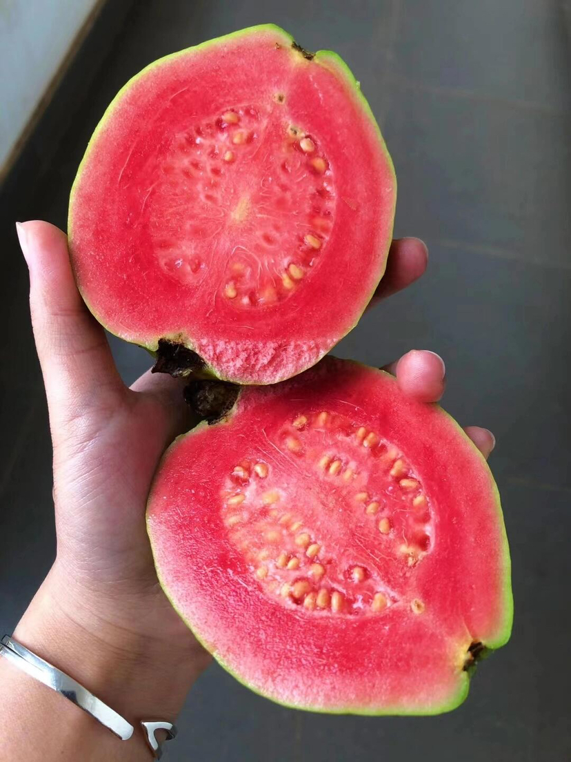 树熟红心芭乐，低糖水果（有大小果，匀属于正常）