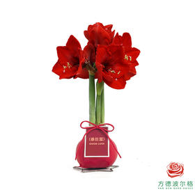 不用浇水的石蜡朱顶红种球！ 红花-暴巨富