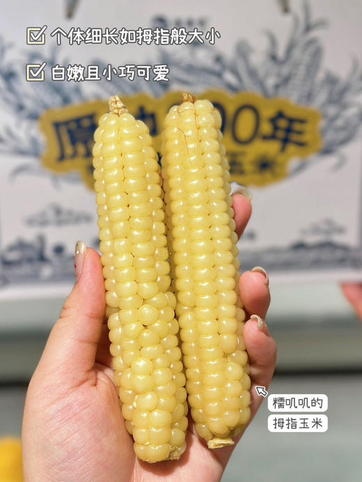 拇指小玉米，来自美丽的西双版纳，很糯很香。独立真空包装 商品图6