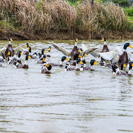 天然散养喜塘鸭  ≥1.5kg/盒 （新长成嫩鸭，肉质鲜嫩）   全国配送（偏远地区除外） 商品图0