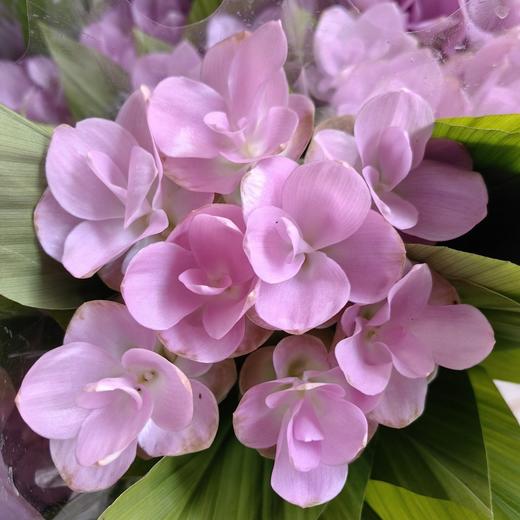 夏日精选花材姜荷花【有邮费】 商品图12