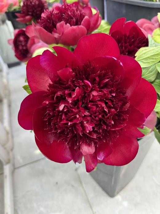 11月26日红色芍药red charm-1支 商品图1