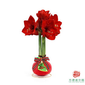 不用浇水的石蜡朱顶红种球！ 红花-圣诞氛围