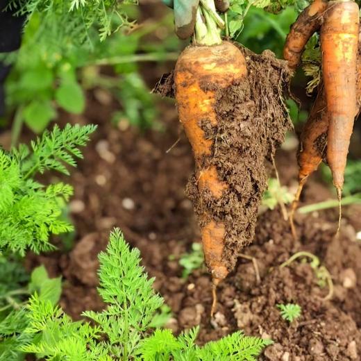 生态胡萝卜（云南，韵达）| 合作生产*Eco carrot | Partner Production 商品图3
