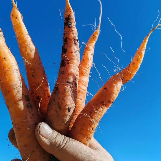 生态胡萝卜（云南，韵达）| 合作生产*Eco carrot | Partner Production 商品图2