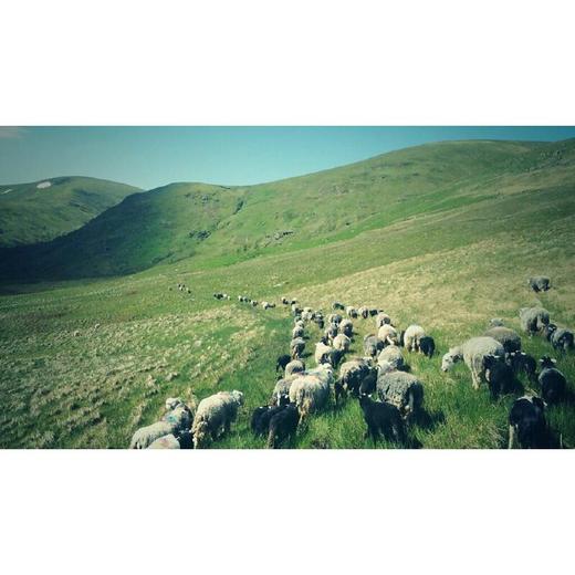 放牧人生：湖区故事（英）詹姆斯·里班克斯 著 商品图2