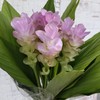 夏日精选花材姜荷花【有邮费】 商品缩略图11