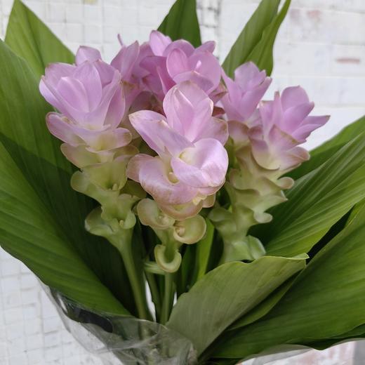 夏日精选花材姜荷花【有邮费】 商品图11