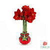 不用浇水的石蜡朱顶红种球！ 红花-圣诞星愿 商品缩略图0