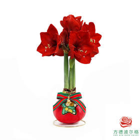 不用浇水的石蜡朱顶红种球！ 红花-圣诞星愿