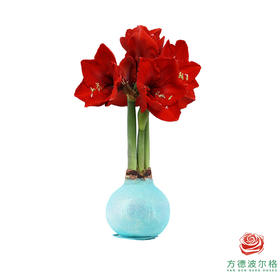 不用浇水的石蜡朱顶红种球！ 红花-闪耀湖泊