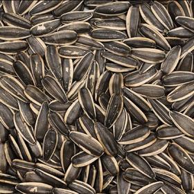 鹦鹉世家瓜子（原味）500g