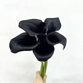 3月22日马蹄莲黑天鹅T级-5支（L农场）