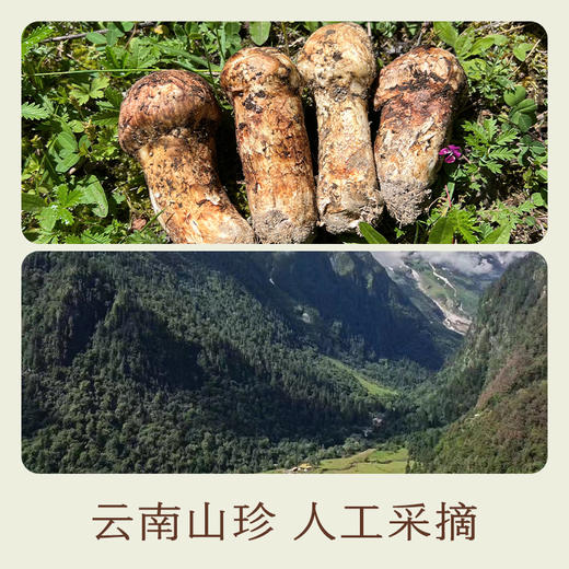 南食召 滇八珍菌汤包 商品图2