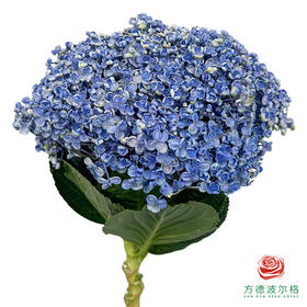 市场绣球-爆米花1枝