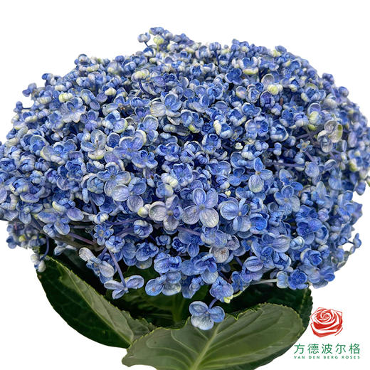 市场绣球-爆米花1枝 商品图1