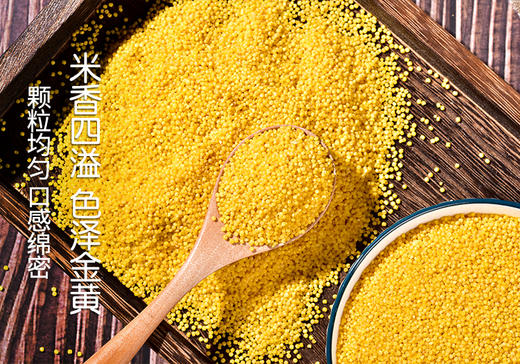 【皇金丹】应县富硒小米 500g*5袋  精选优质小米 米油浓厚  商品图2