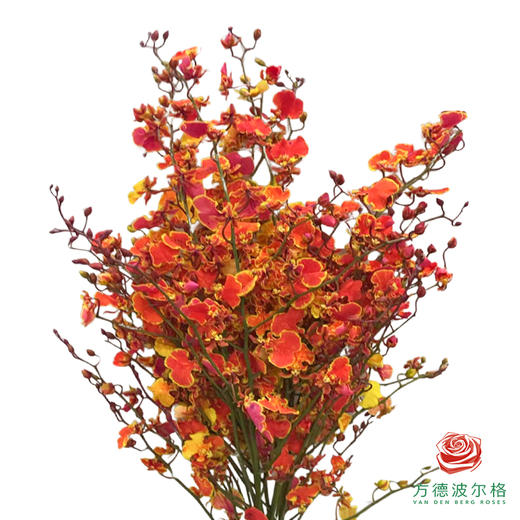 吸色跳舞兰-柠檬橙心 商品图1