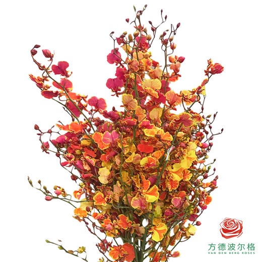 吸色跳舞兰-柠檬橙心 商品图0