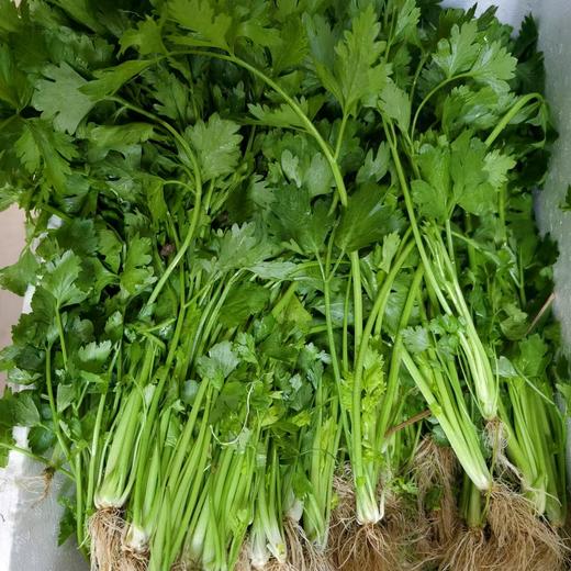 【周四到】高山土芹菜0.8斤 商品图0