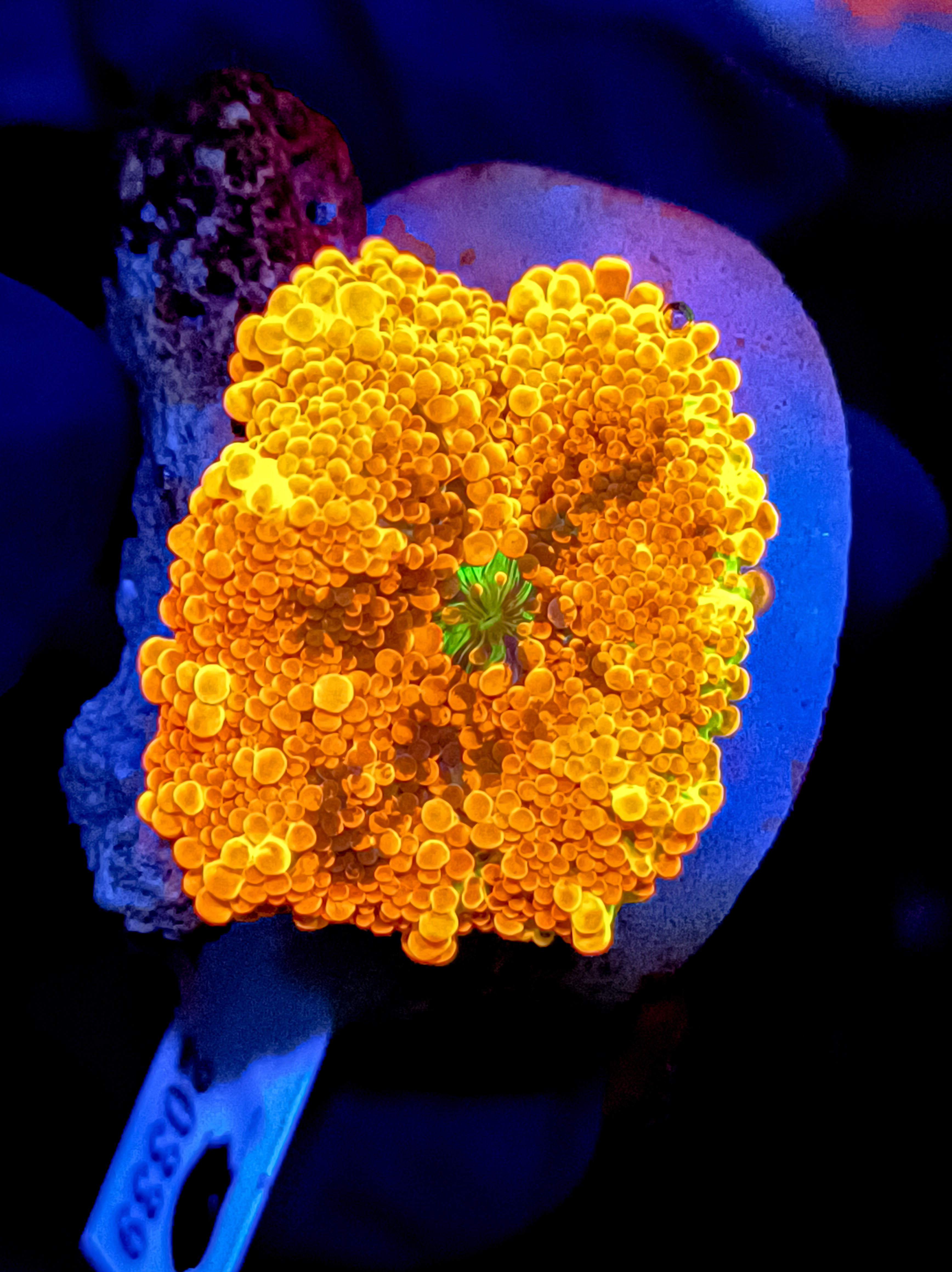 彩色泡泡菇20339