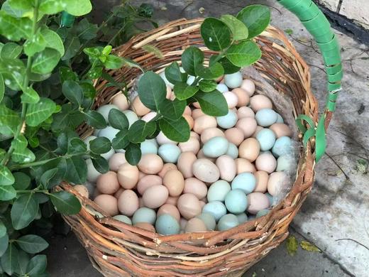 【严选】 绿无忧黑羽土鸡蛋30枚装/40枚装    （厂家直发） 商品图0