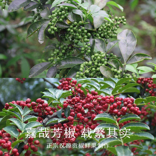 南食召 本真花椒油/藤椒油 商品图2