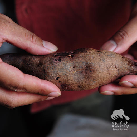 生态紫薯/黄金蜜薯（中通） | 合作生产 *Ecological Purple Potato | Partner Production 商品图1
