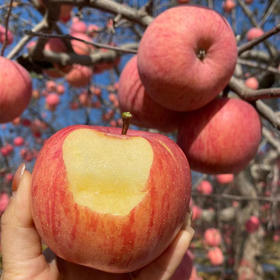 【19.9到手3斤！陕西红富士】新鲜采摘，原生态种植，不催熟打蜡，享受脆甜好滋味，早期青色泛黄，当季应季苹果红富士苹果L