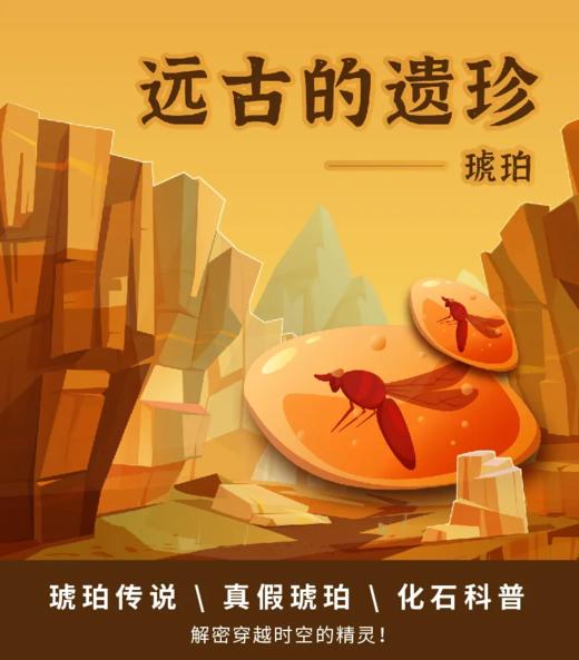 【河南自博-研学】远古的遗珍-—琥珀 商品图0