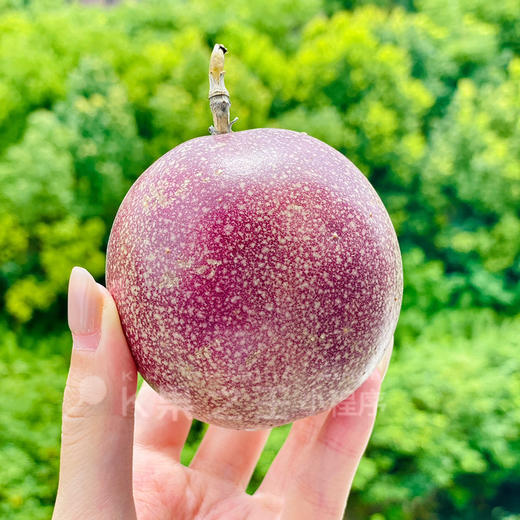 蜜桃百香果，复合果香味，汁水特别多 商品图4