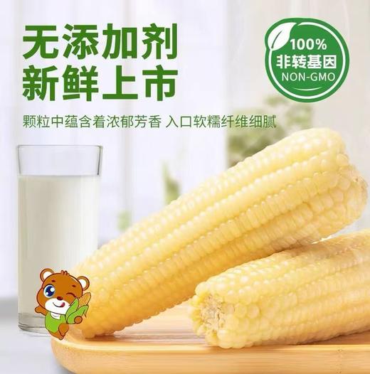 2025新生态黄甜糯玉米家庭装*8穗&白甜糯玉米家庭装*8穗 商品图0