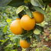 江西·赣南脐橙- 产地直发家庭装/礼盒装【水果】HEM 商品缩略图6