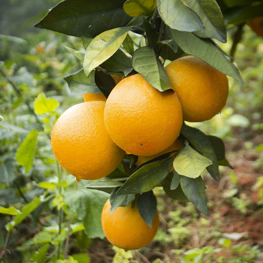 江西·赣南脐橙- 产地直发家庭装/礼盒装【水果】HEM 商品图6