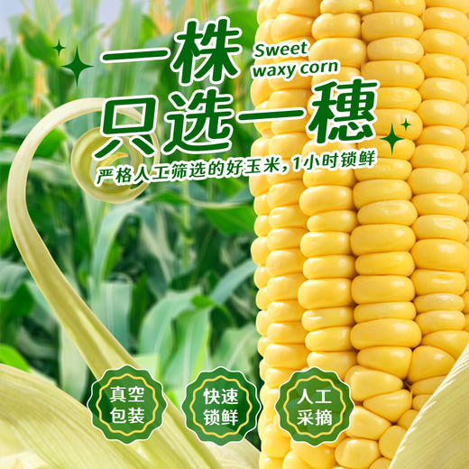 2025新生态黄甜糯玉米家庭装*8穗&白甜糯玉米家庭装*8穗 商品图3