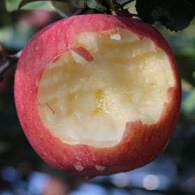 宁夏·沙坡头旱苹果-沙地苹果红富士礼盒装【水果】