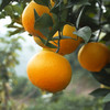 江西·赣南脐橙- 产地直发家庭装/礼盒装【水果】HEM 商品缩略图1