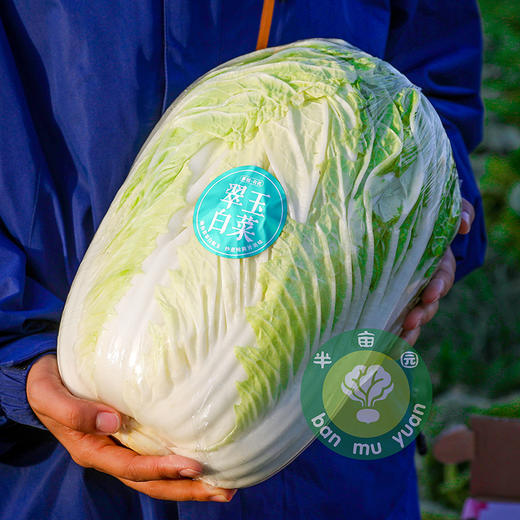 有机翠玉大白菜8斤±200g(一颗/两颗随机发，不接受指定)，48小时发货 商品图0