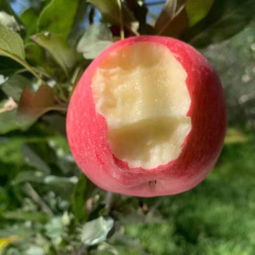 甘肃静宁红富士苹果，荣获多年土壤保健示范园荣誉！ 商品图2